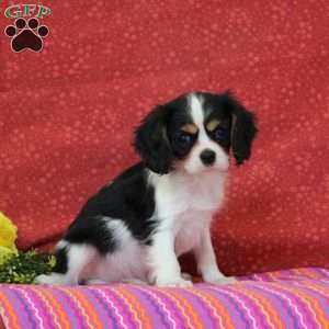 Pistachio, Cavalier King Charles Spaniel Puppy